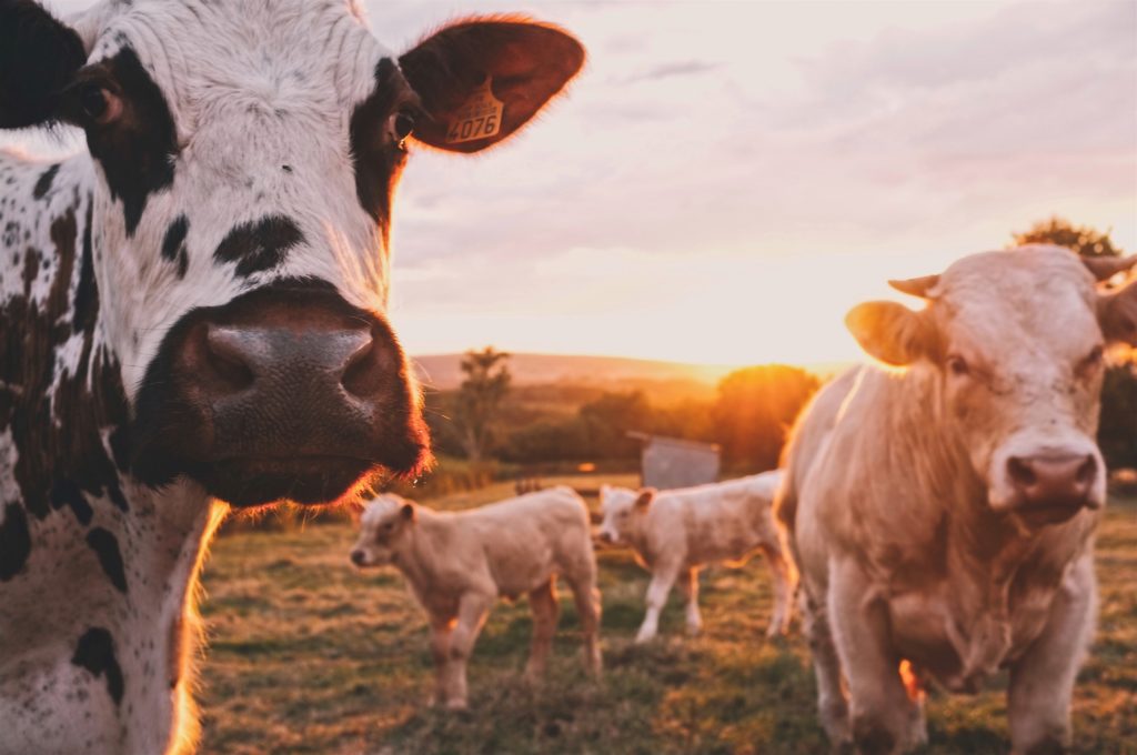 La agricultura y la ganadería son los sectores con mayor impacto ambiental. Para la actividad, se destina 70 por ciento del consumo de agua y 40 por ciento de la superficie terrestre.